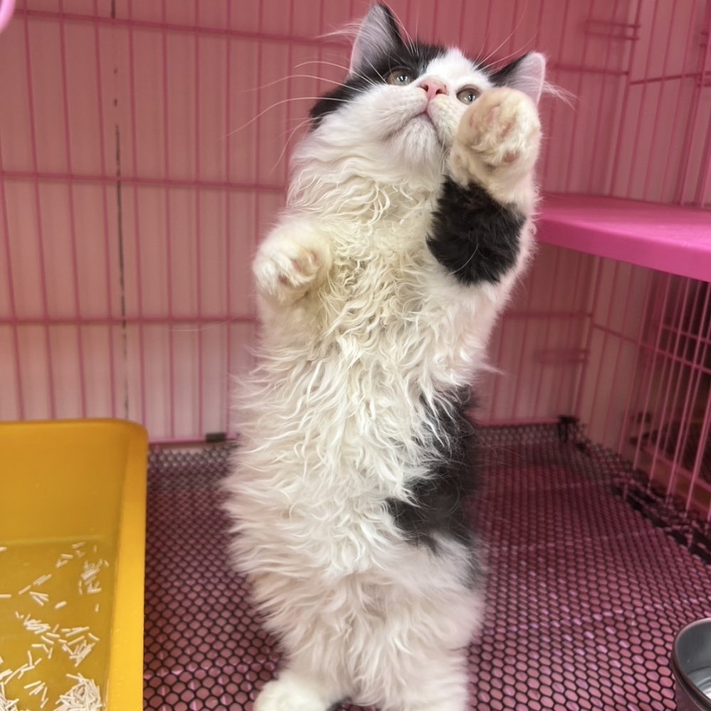 【已售出】小歩舞曲-黑白