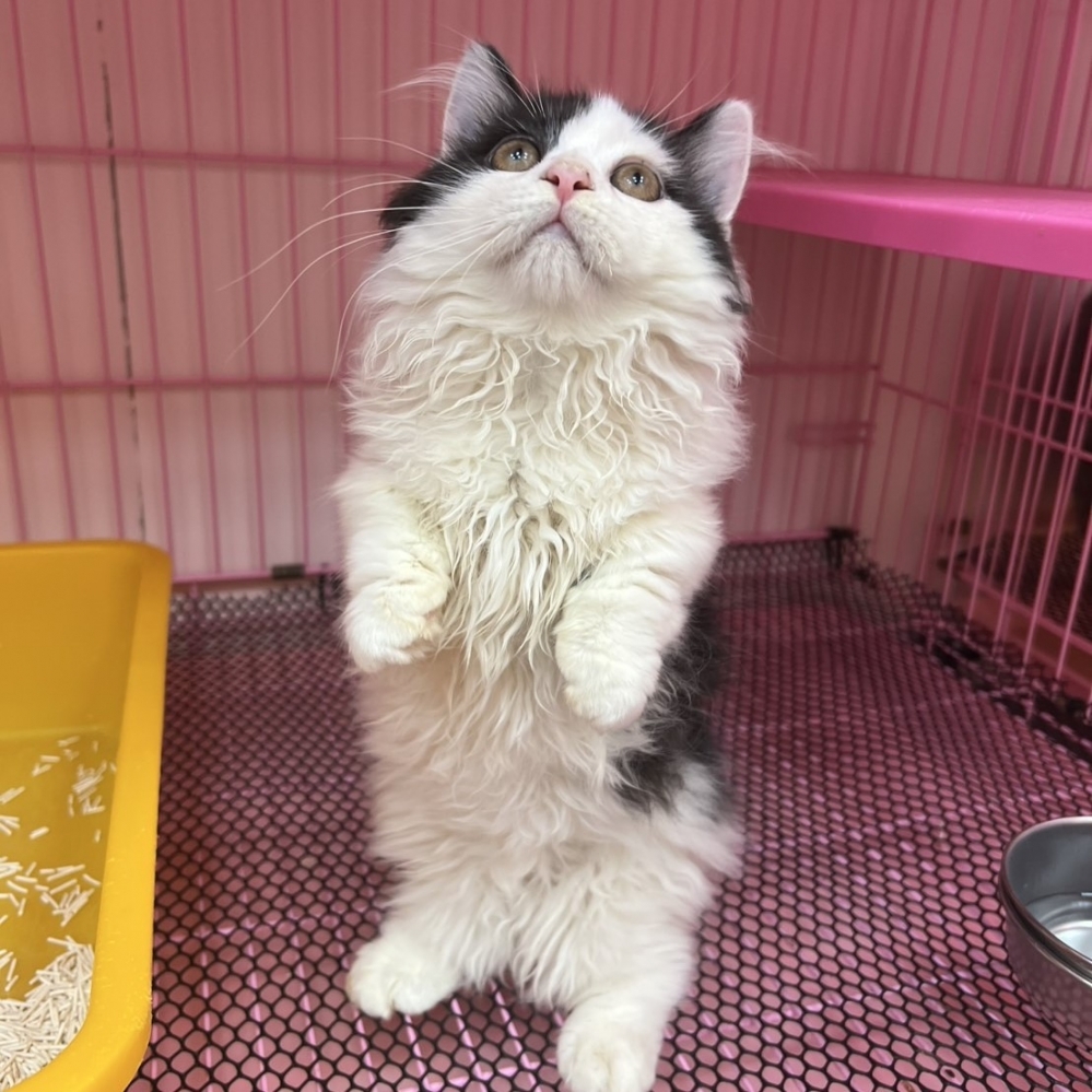 【已售出】小歩舞曲-黑白