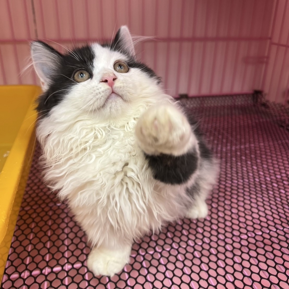 【已售出】小歩舞曲-黑白