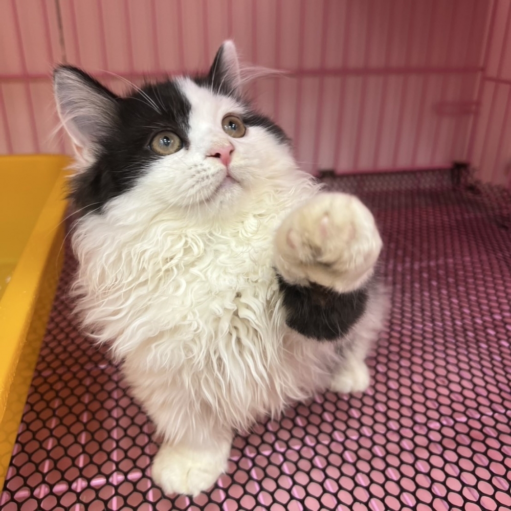 【已售出】小歩舞曲-黑白