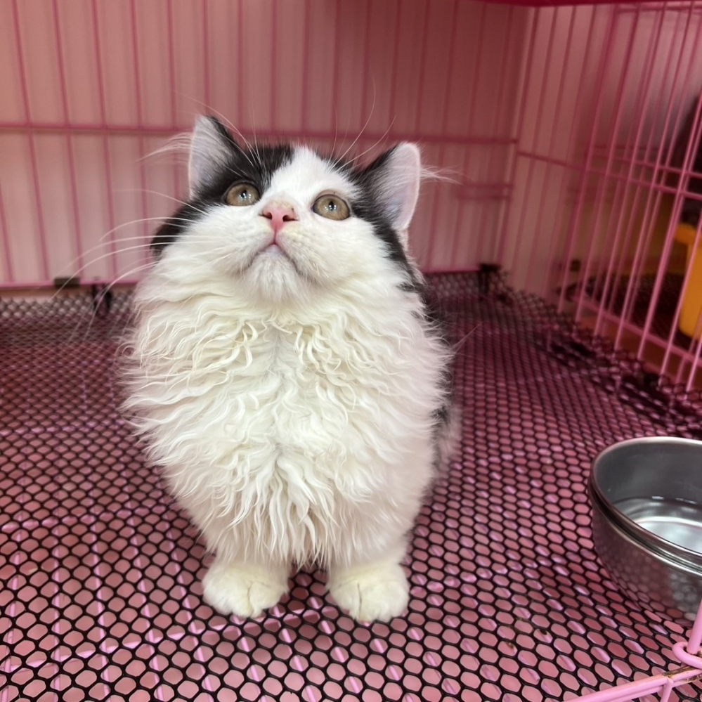 【已售出】小歩舞曲-黑白