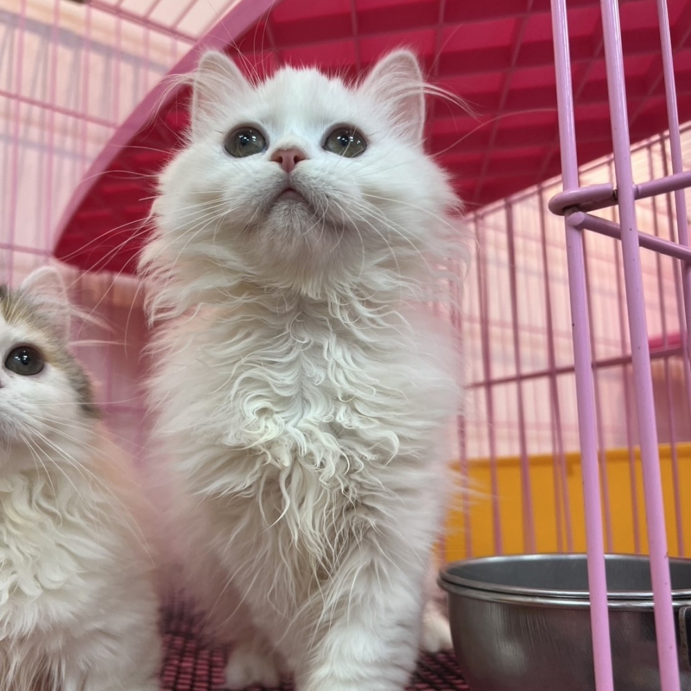 【已售出】英長-白