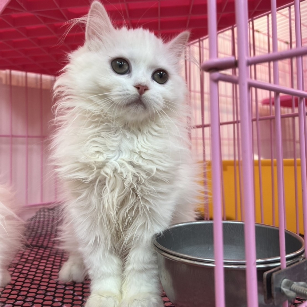 【已售出】英長-白