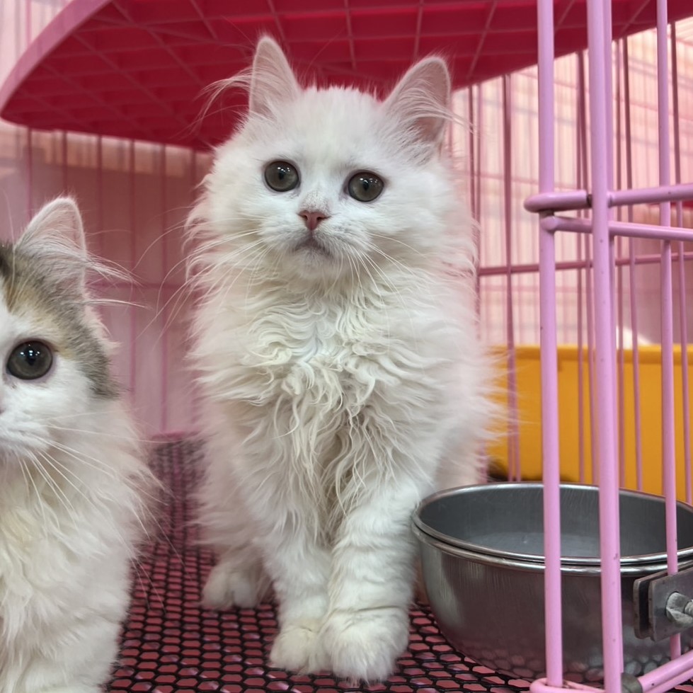 【已售出】英長-白