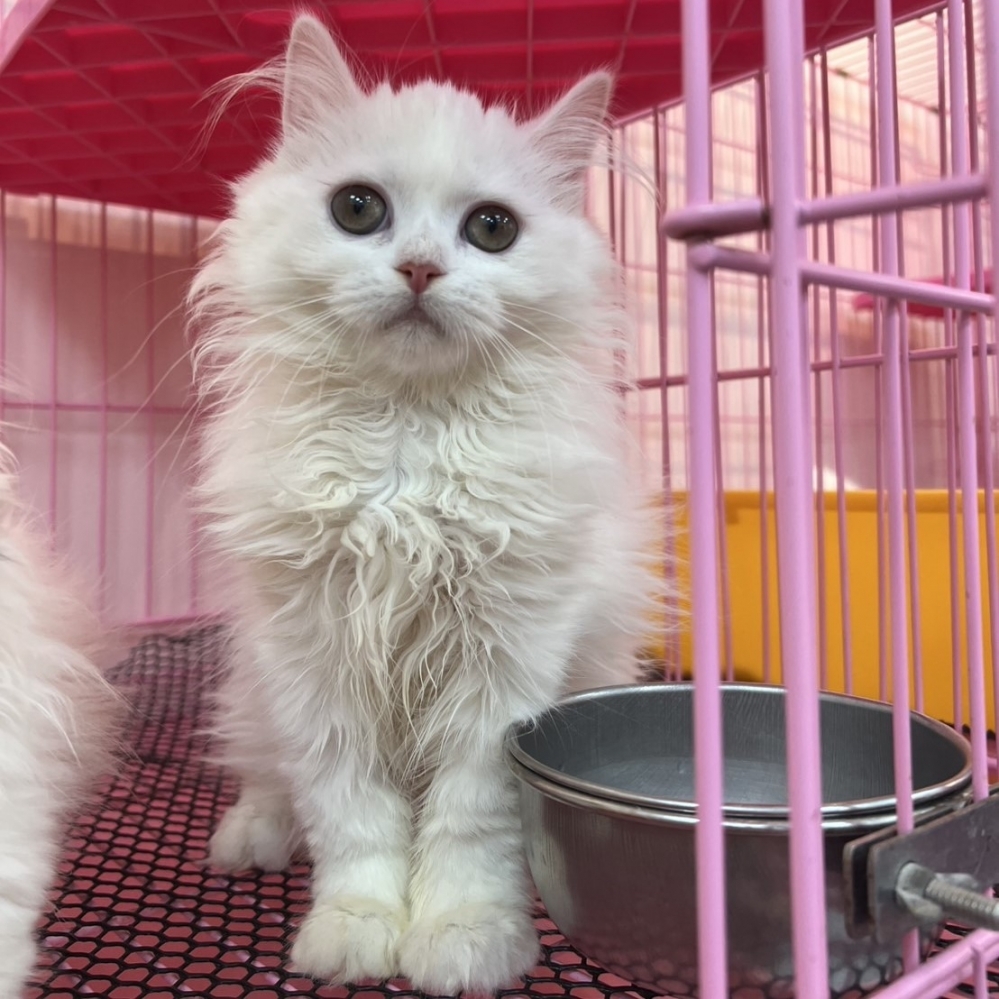 【已售出】英長-白