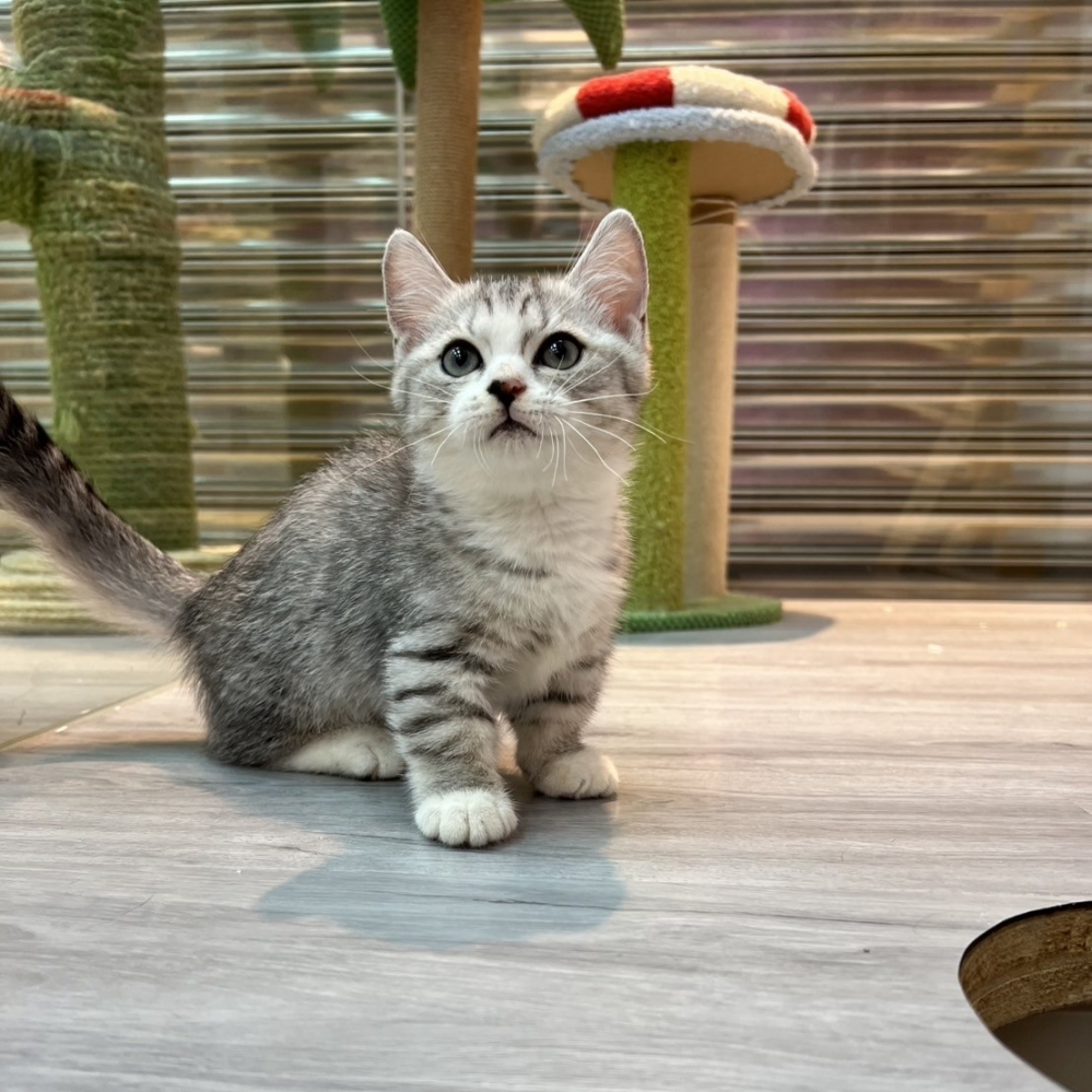 【已售出】曼赤肯-銀虎斑