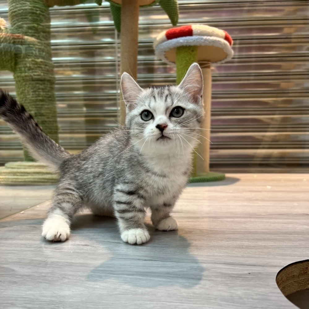 【已售出】曼赤肯-銀虎斑