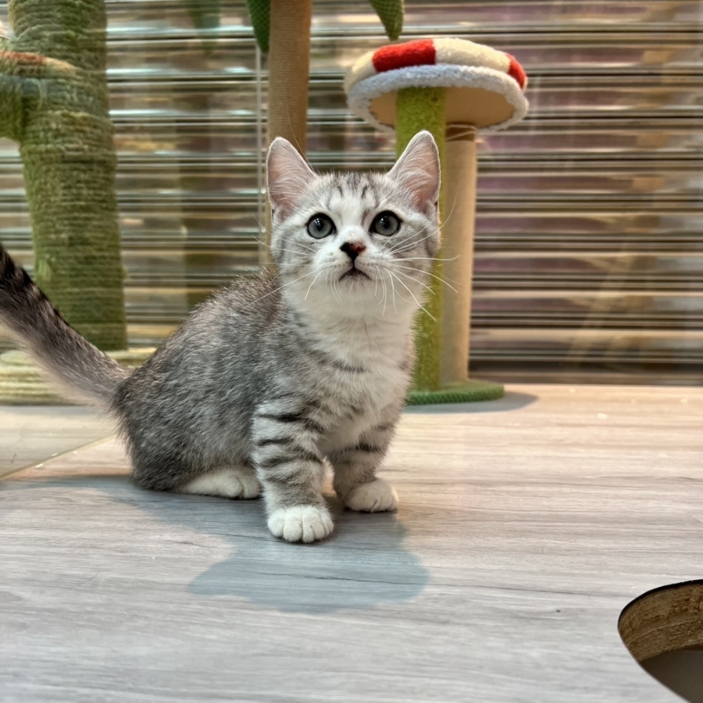 【已售出】曼赤肯-銀虎斑