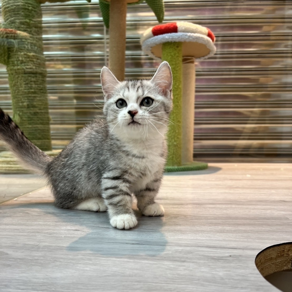 【已售出】曼赤肯-銀虎斑