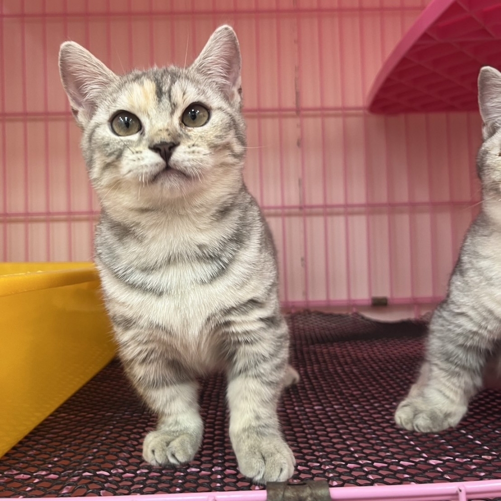 【已售出】曼赤肯-藍三花