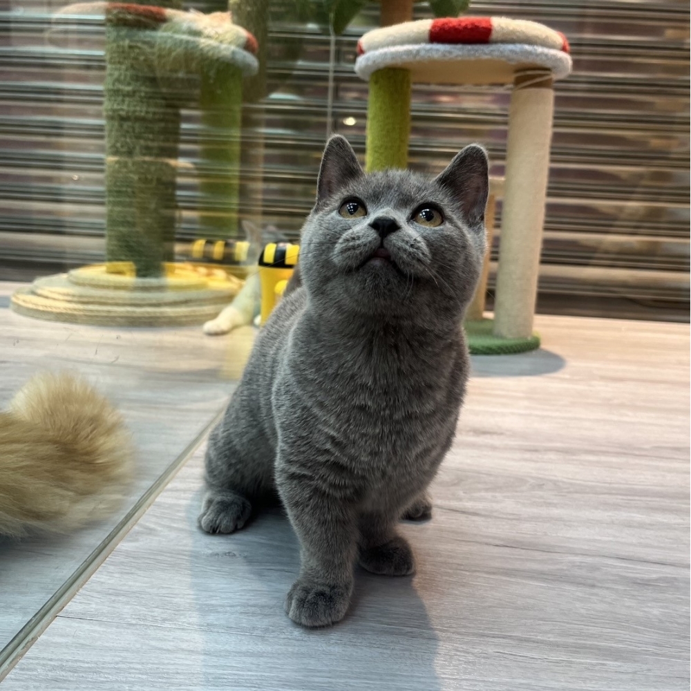 【已售出】曼赤肯-藍