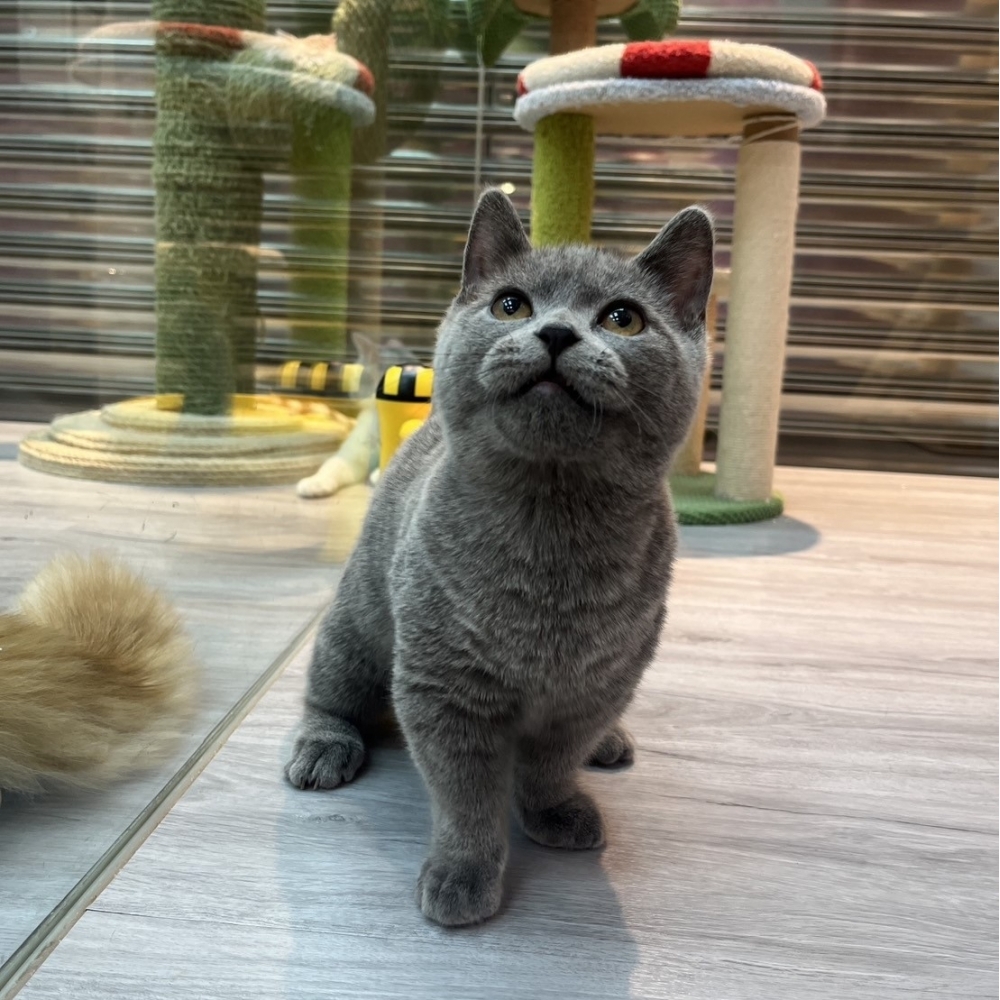 【已售出】曼赤肯-藍