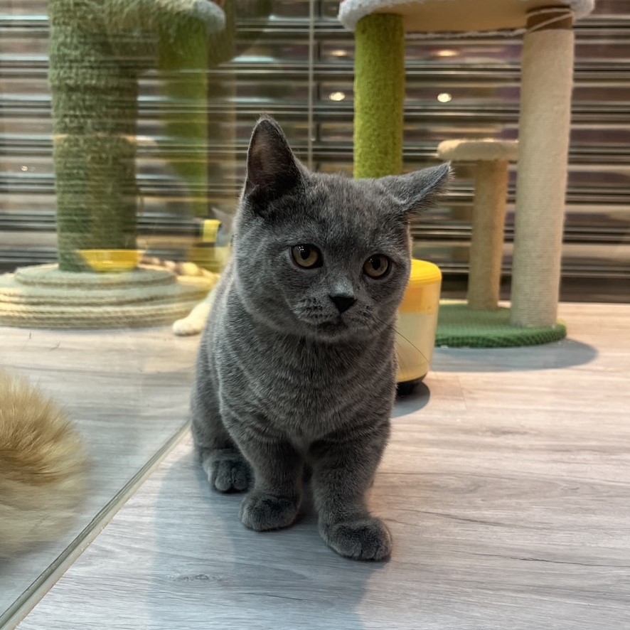 【已售出】曼赤肯-藍