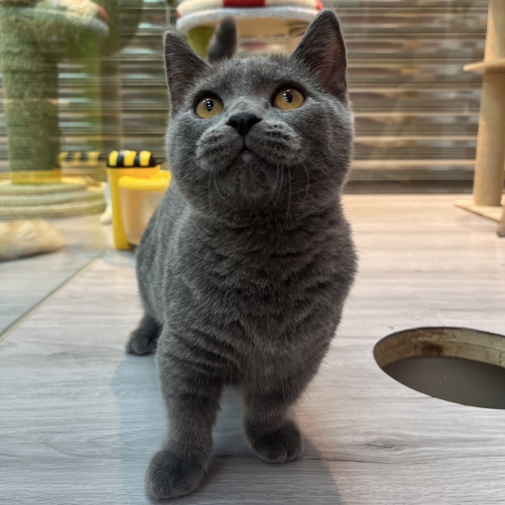 【已售出】曼赤肯-藍