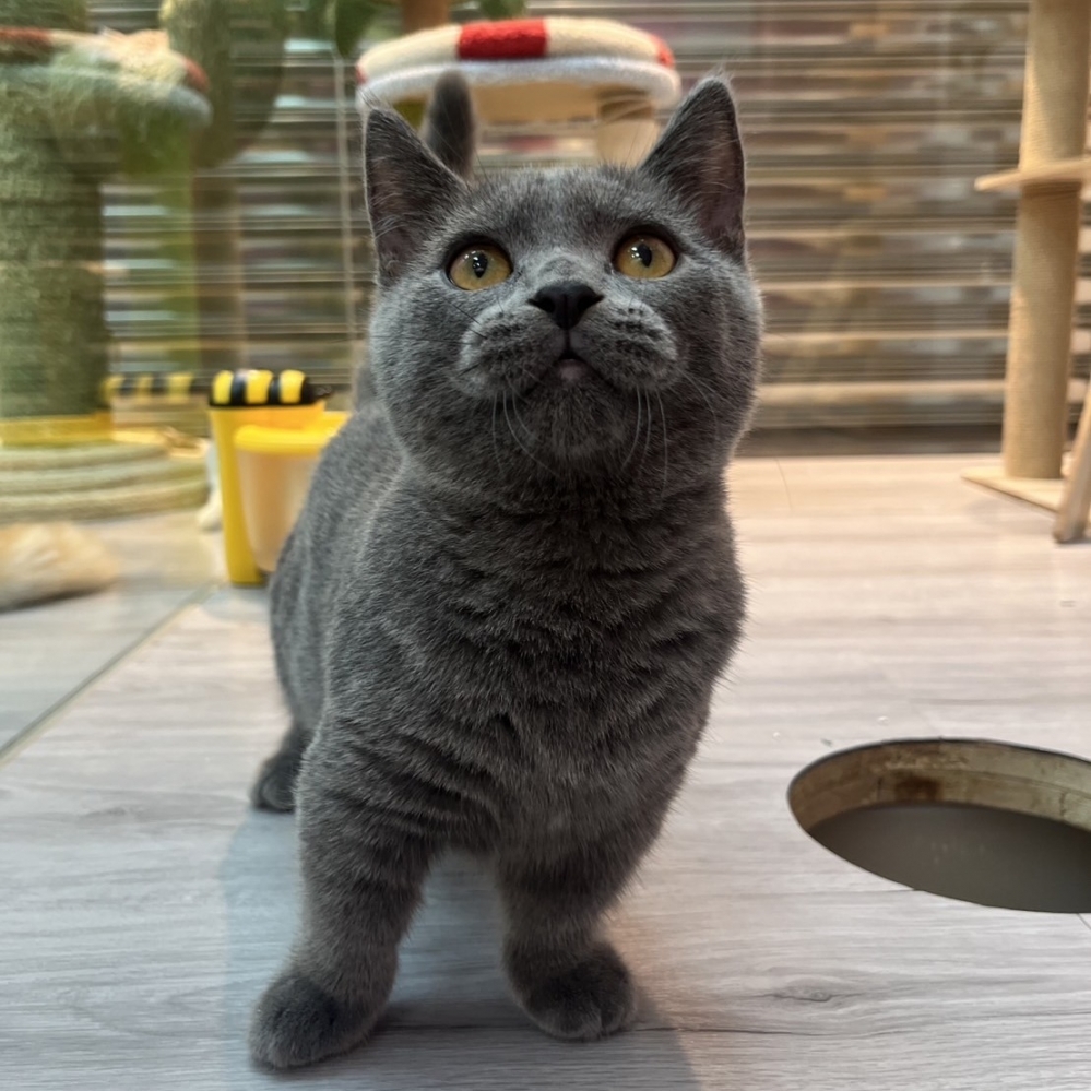 【已售出】曼赤肯-藍