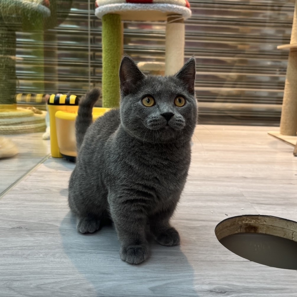 【已售出】曼赤肯-藍