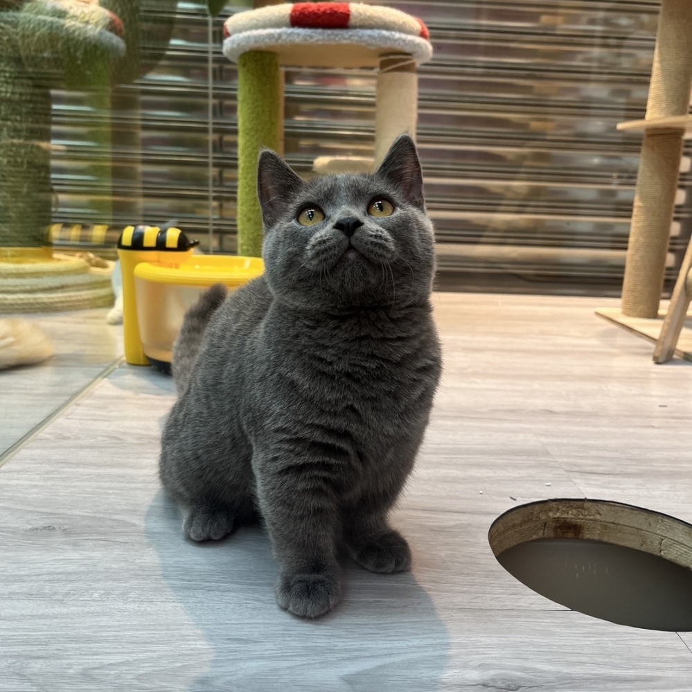 【已售出】曼赤肯-藍