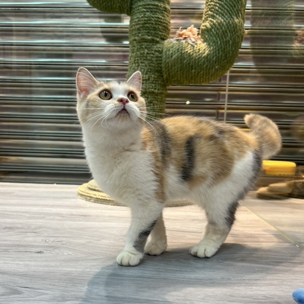 【已售出】英短-三花