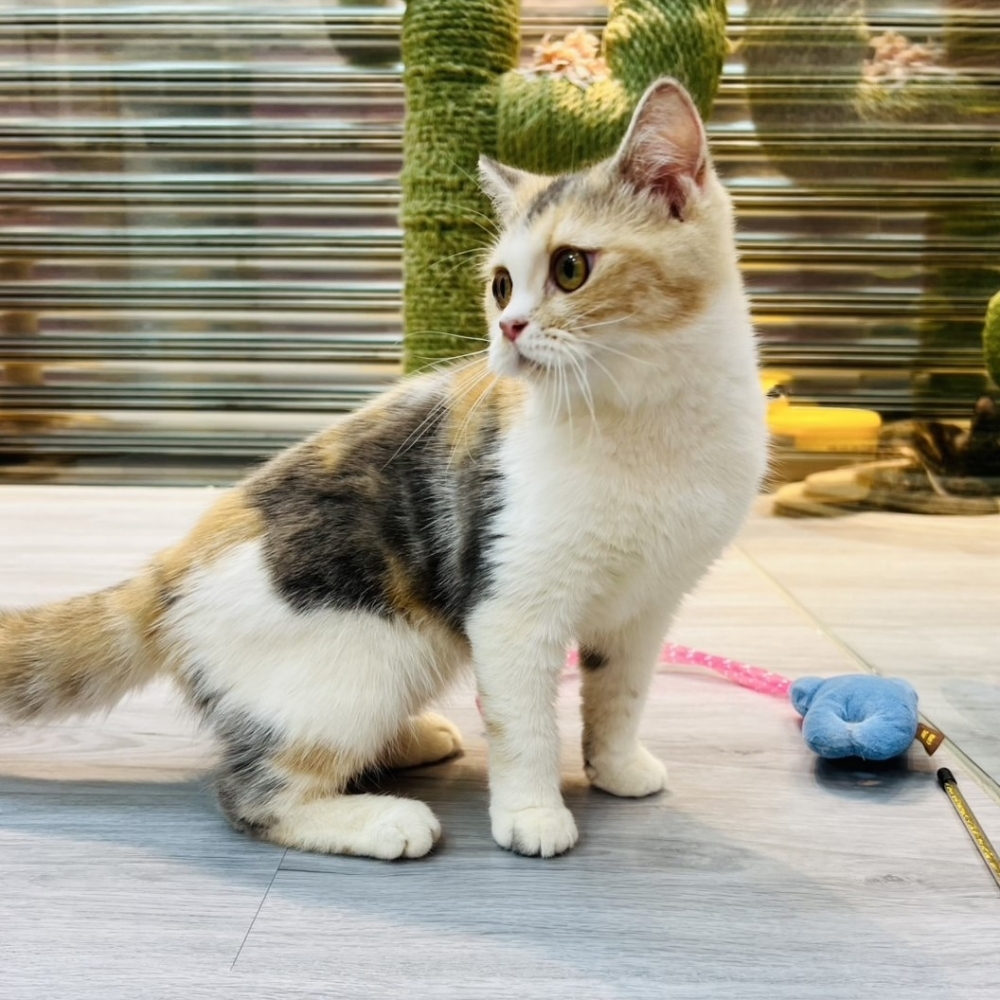 【已售出】英短-三花