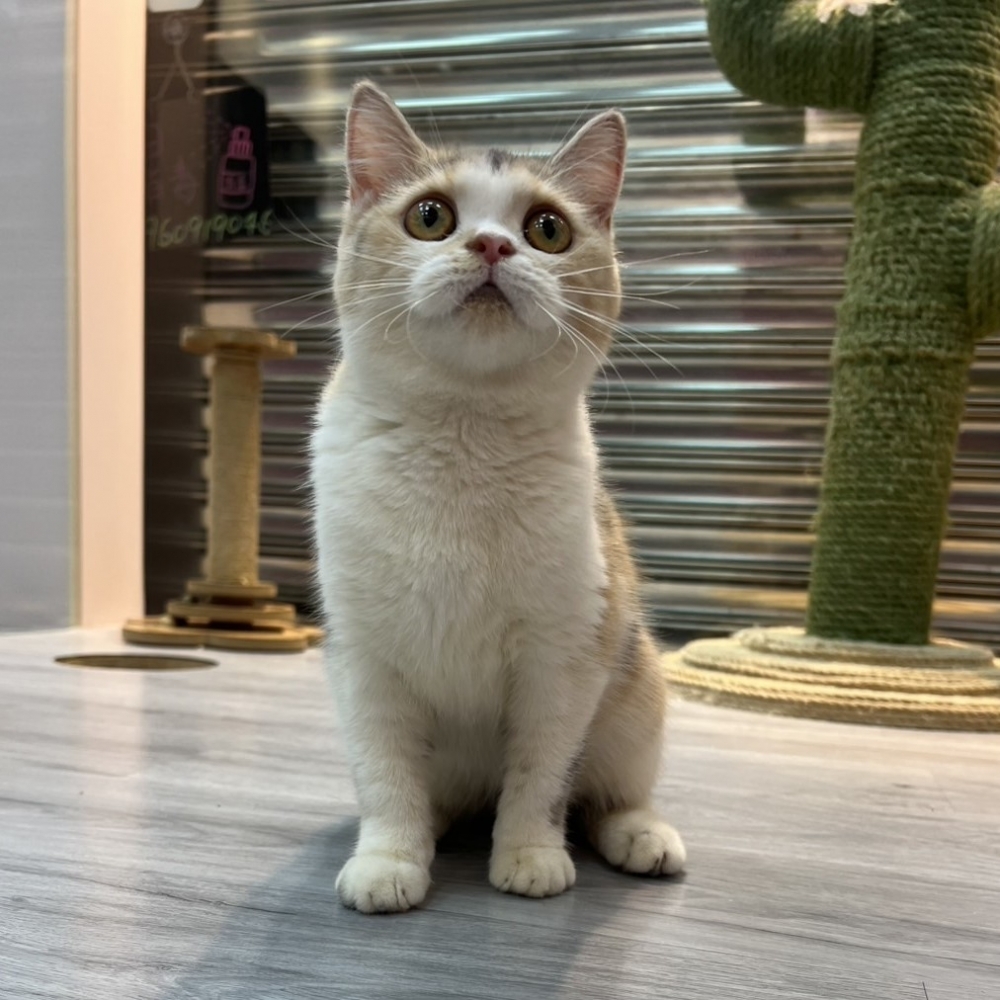 【已售出】英短-三花