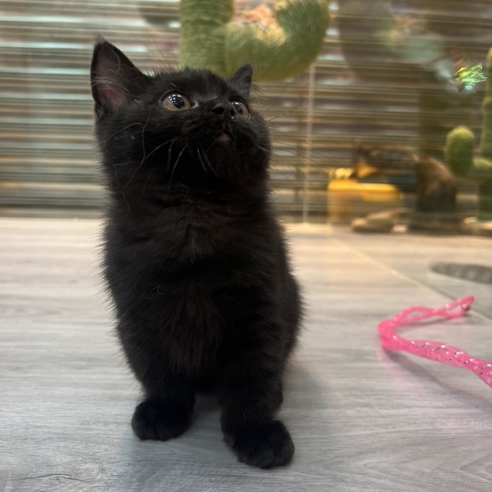 【已售出】曼赤肯-全黑