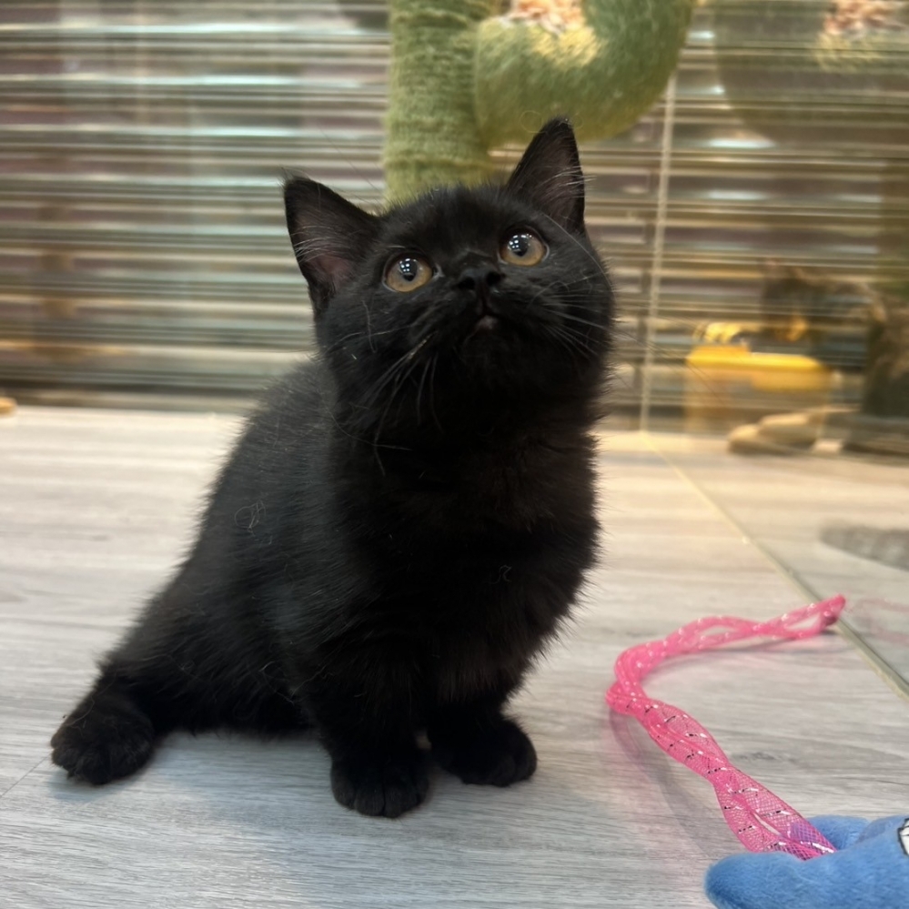 【已售出】曼赤肯-全黑