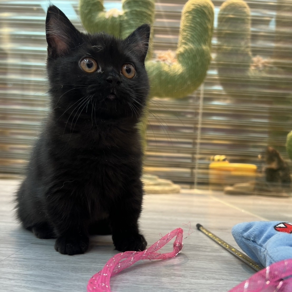 【已售出】曼赤肯-全黑