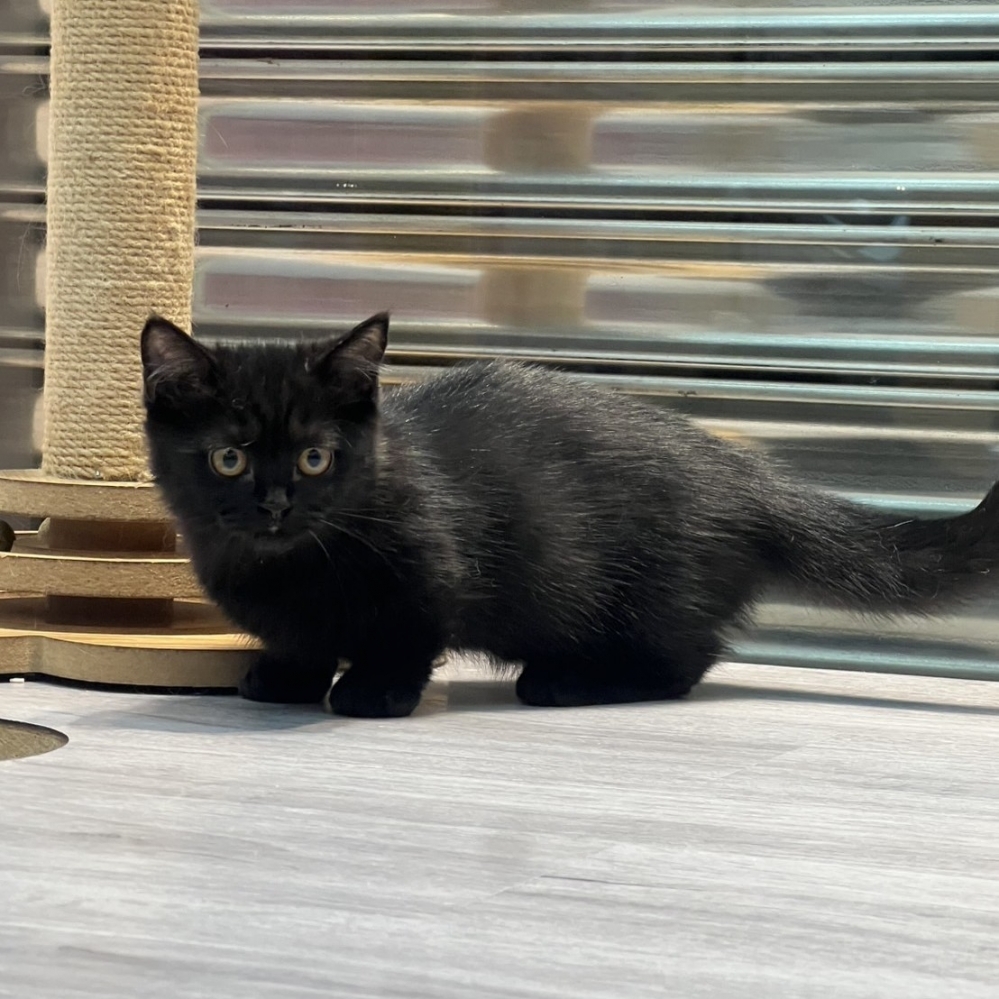 【已售出】曼赤肯-全黑