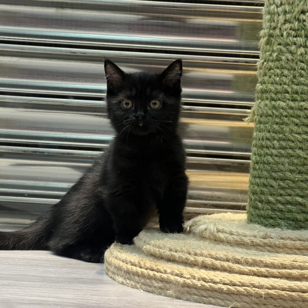 【已售出】曼赤肯-全黑