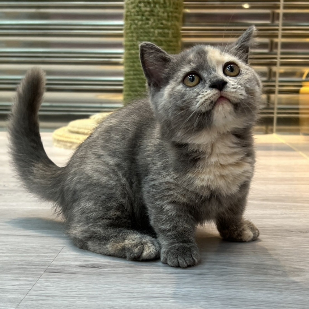 【已售出】曼赤肯-藍奶