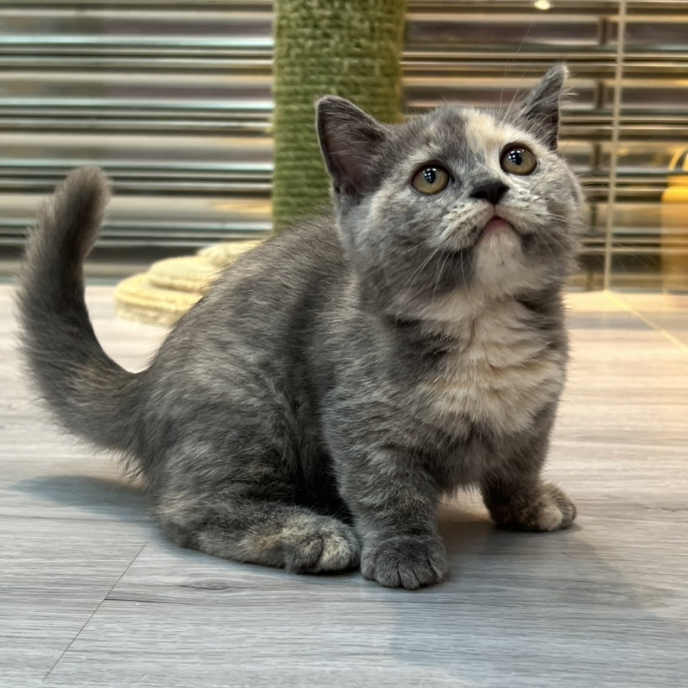 【已售出】曼赤肯-藍奶