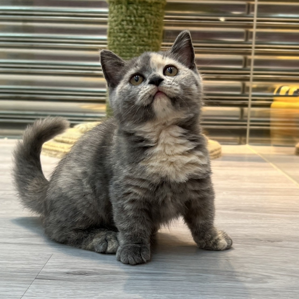 【已售出】曼赤肯-藍奶