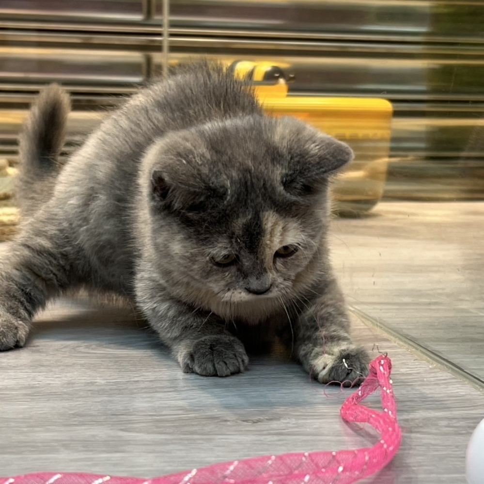 【已售出】曼赤肯-藍奶