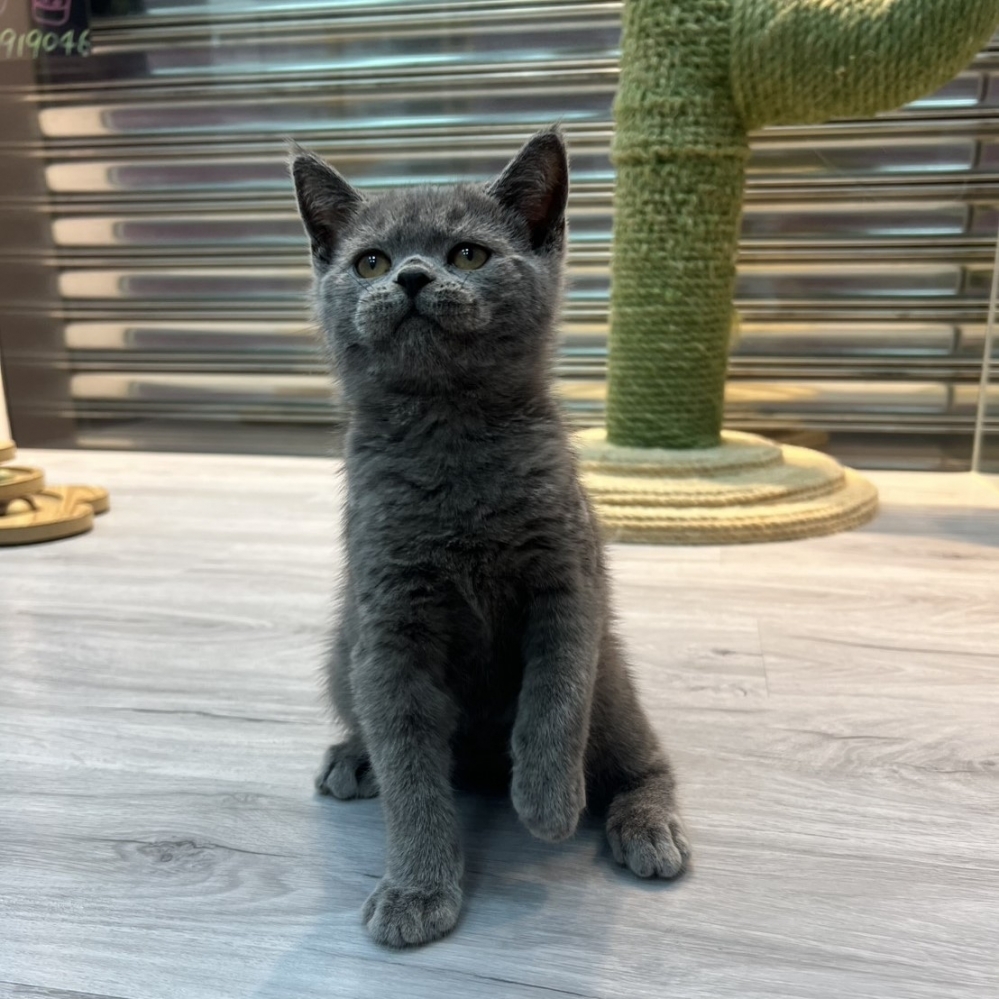 【已售出】英短-藍