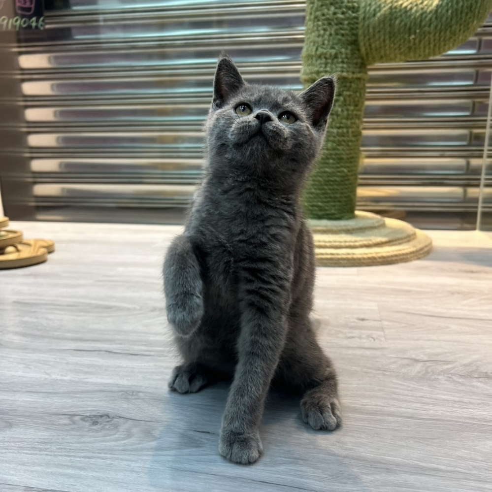 【已售出】英短-藍