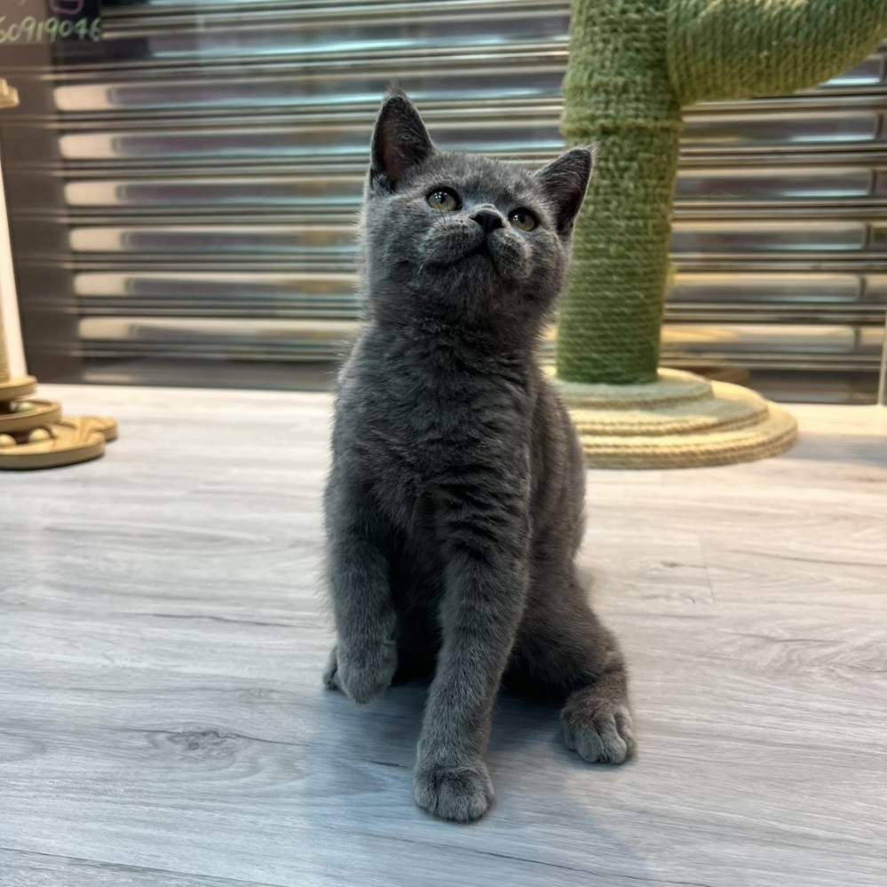 【已售出】英短-藍