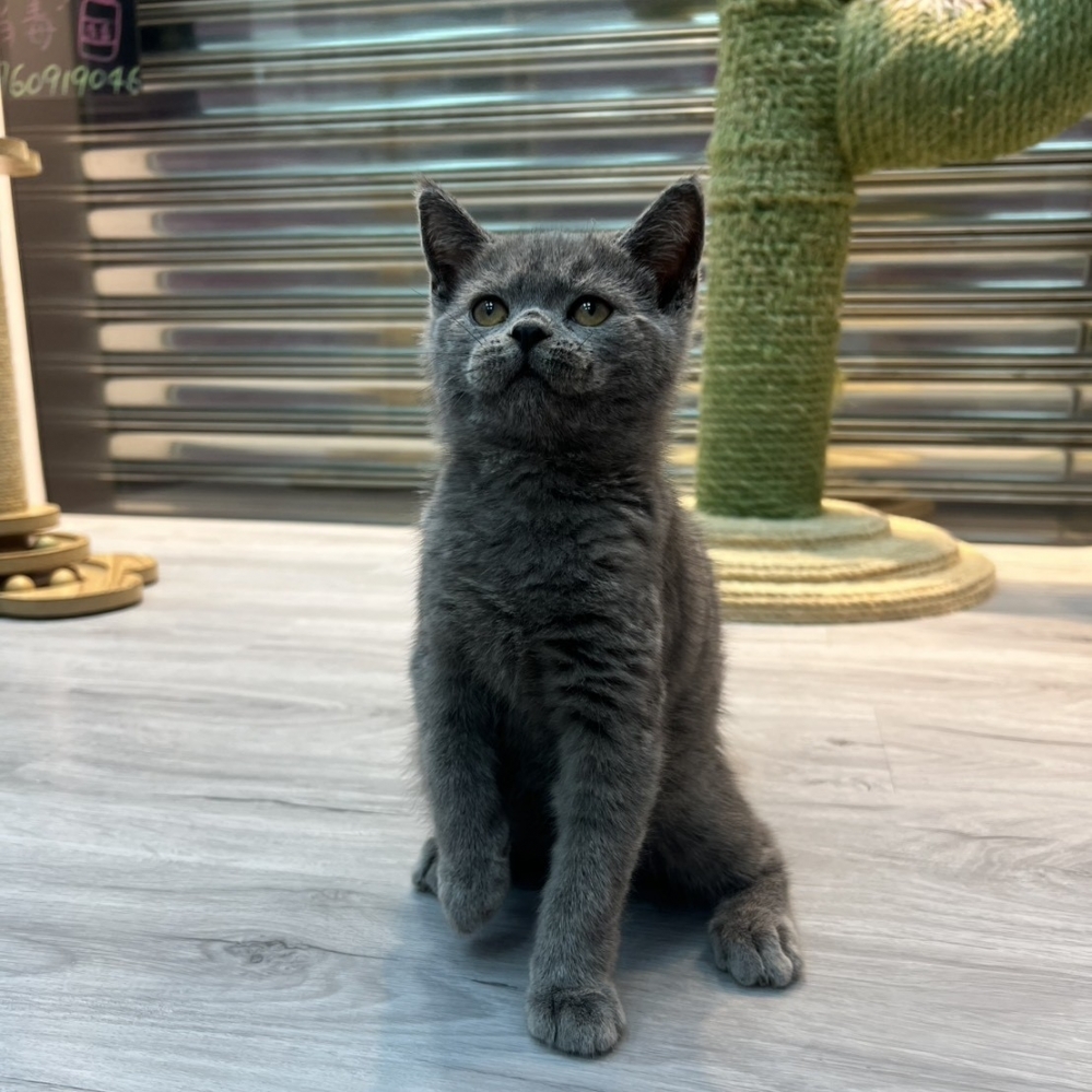 【已售出】英短-藍