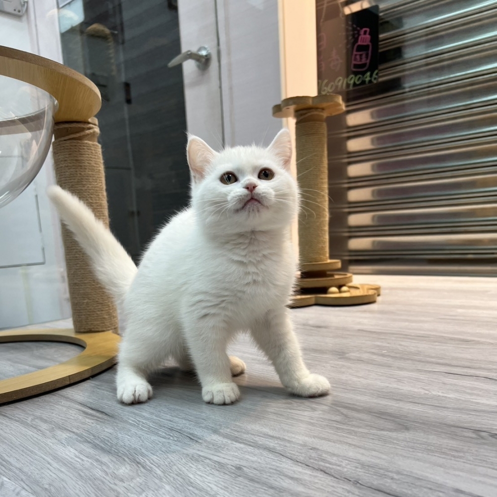 【已售出】英短-白