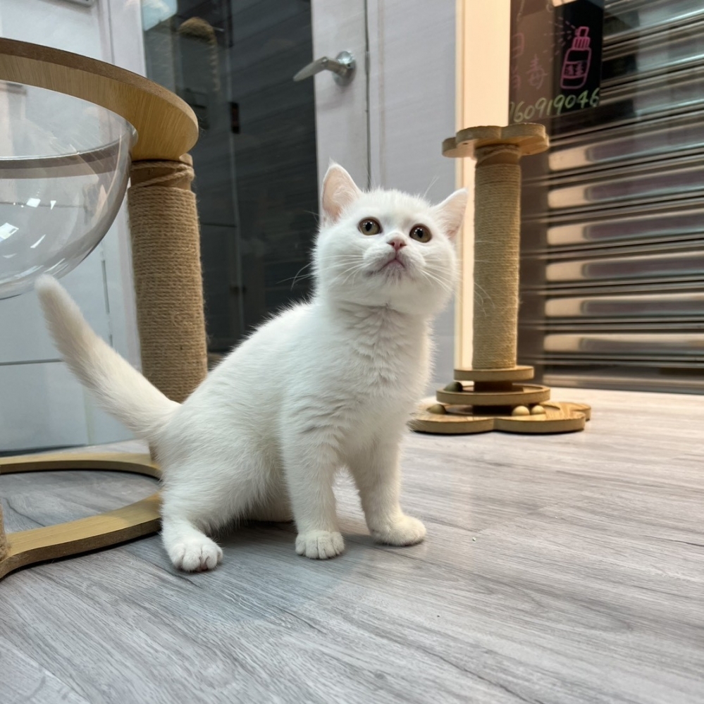 【已售出】英短-白