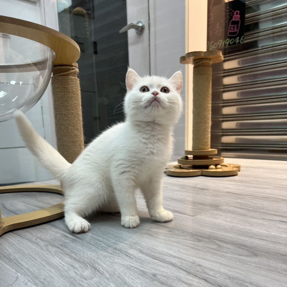 【已售出】英短-白