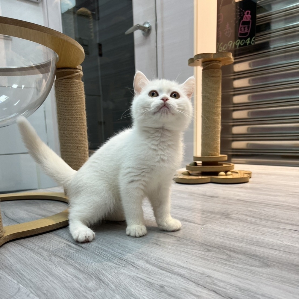 【已售出】英短-白