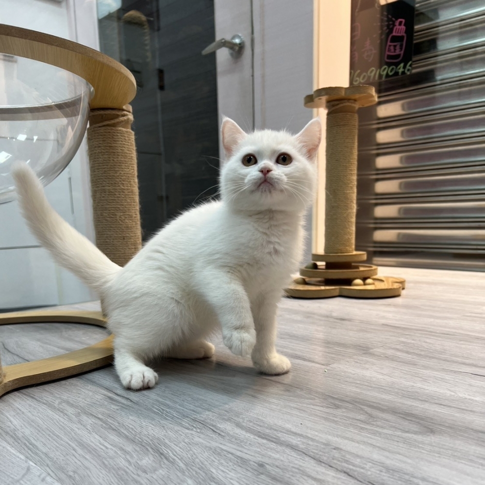 【已售出】英短-白