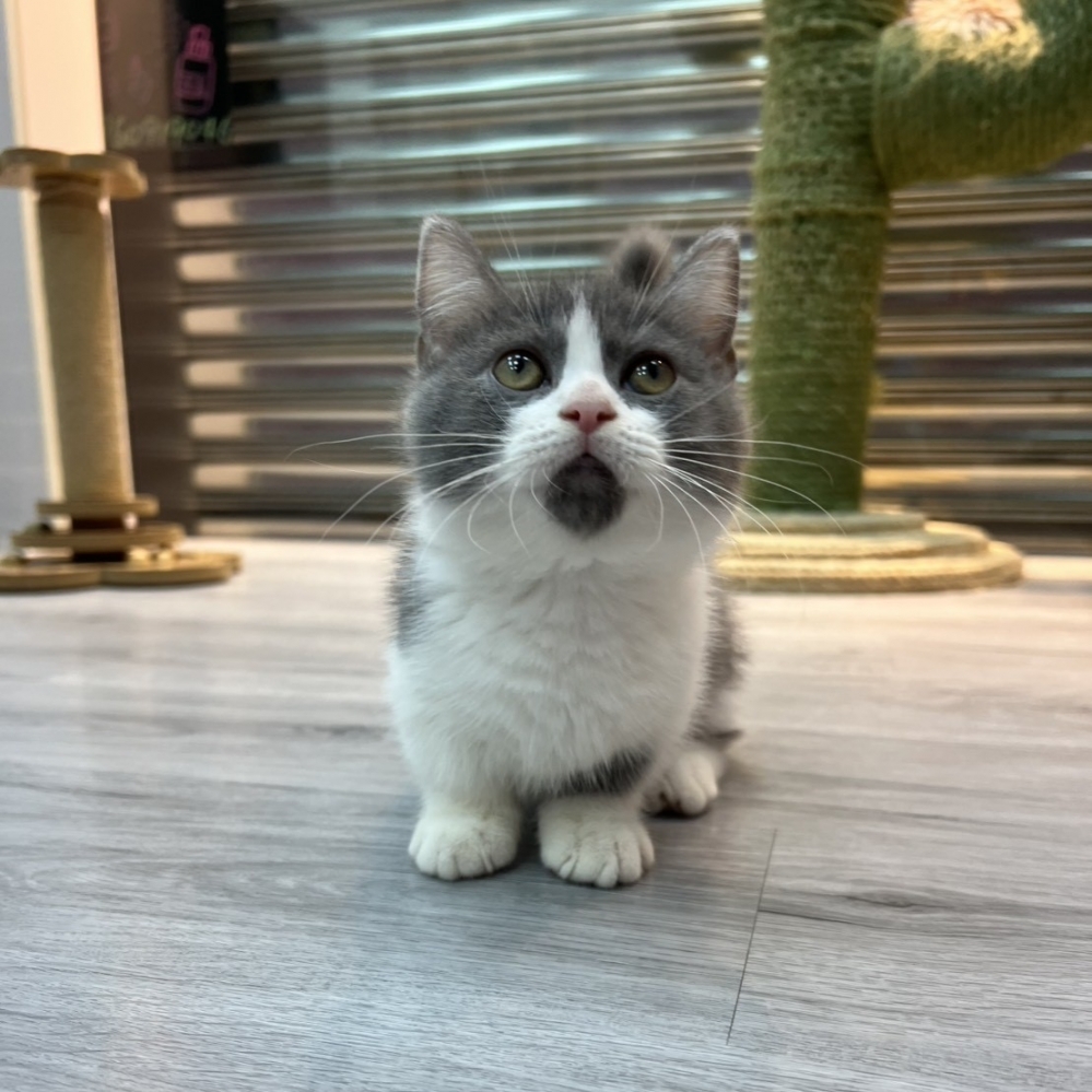 【已售出】曼赤肯-藍白