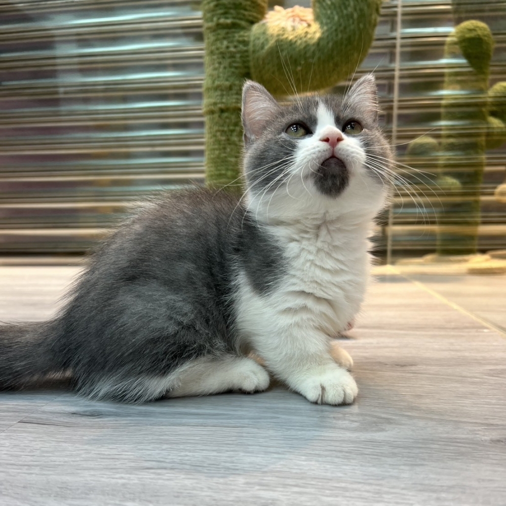 【已售出】曼赤肯-藍白