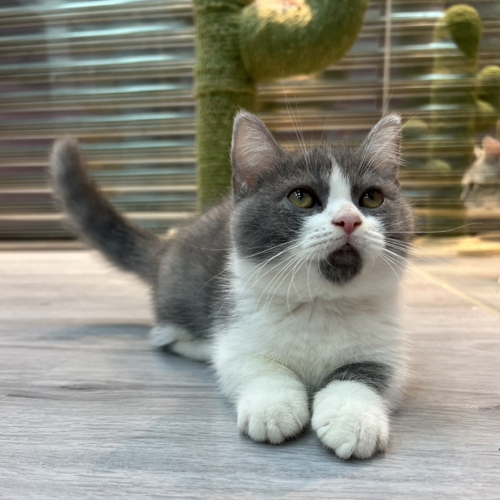 【已售出】曼赤肯-藍白