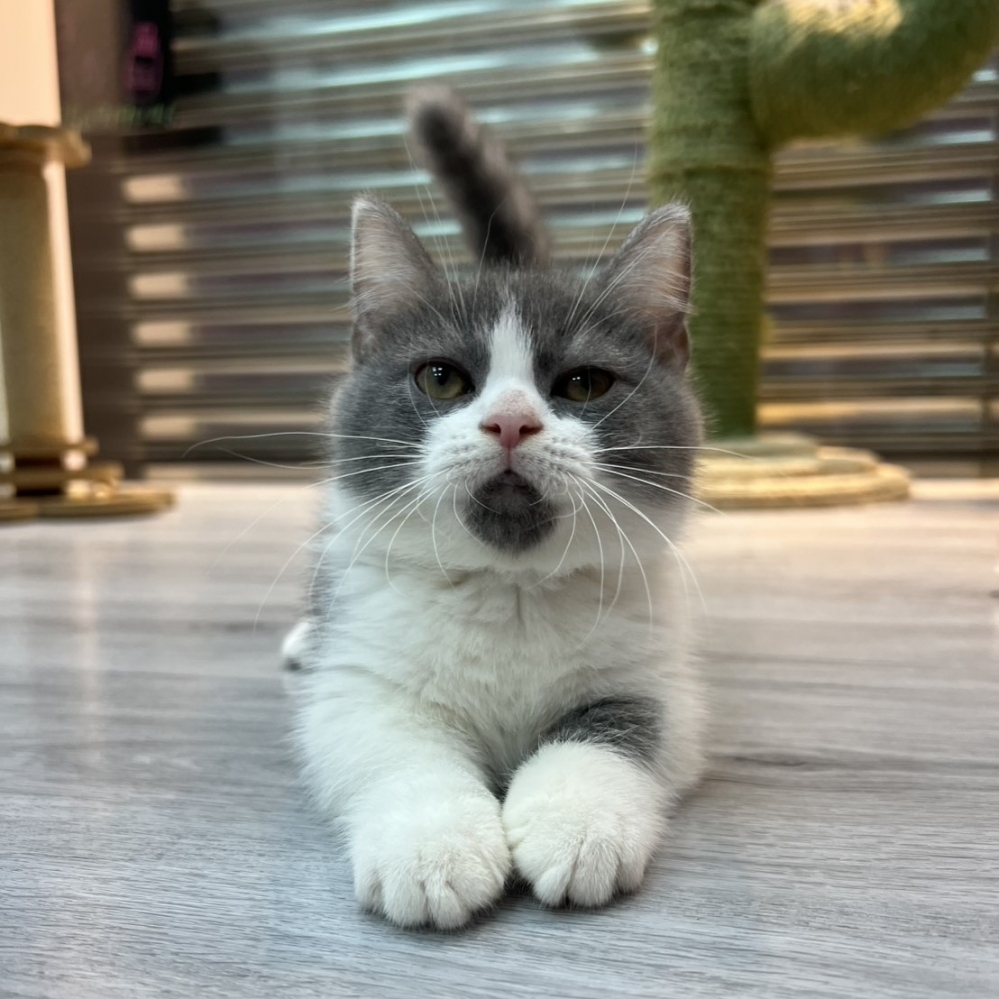 【已售出】曼赤肯-藍白