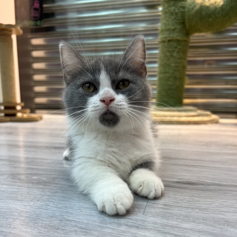 【已售出】曼赤肯-藍白