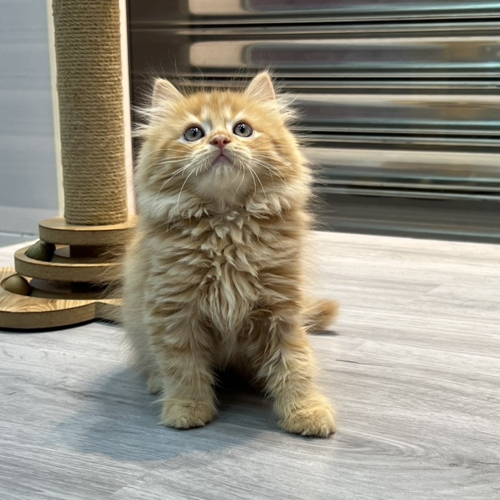 【已售出】英長-橘