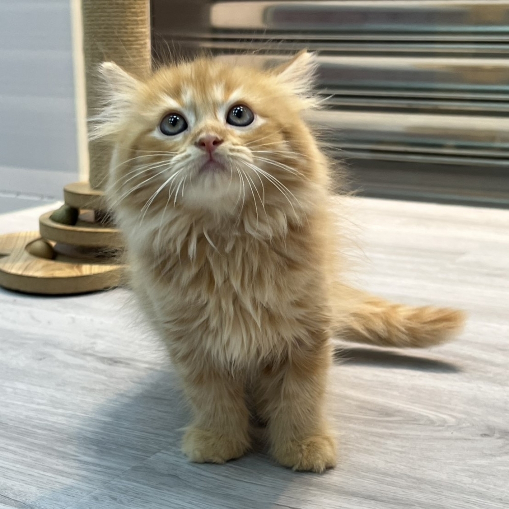 【已售出】英長-橘