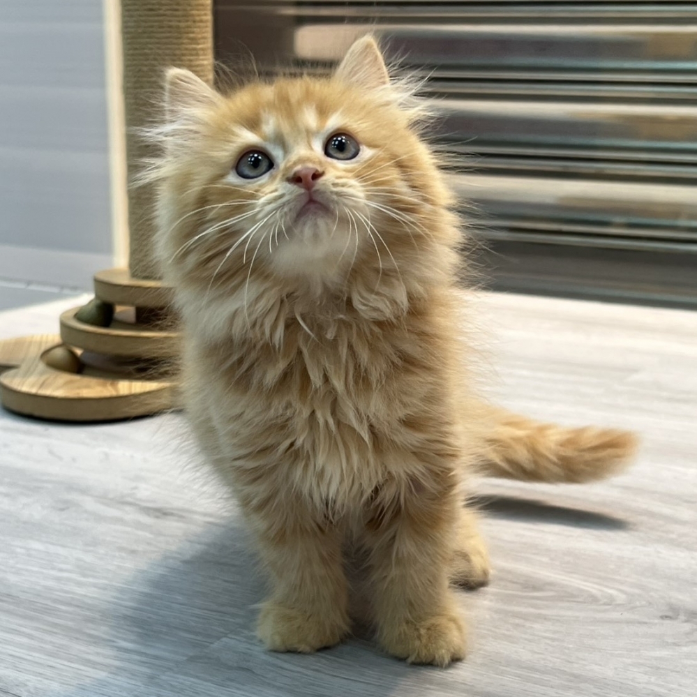 【已售出】英長-橘